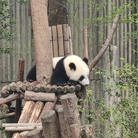 呱呱蛙