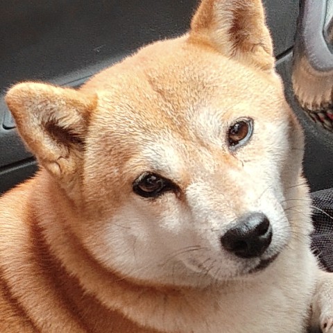 狗子