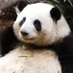 擎天叮当猫