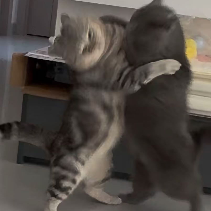 泰裤啦